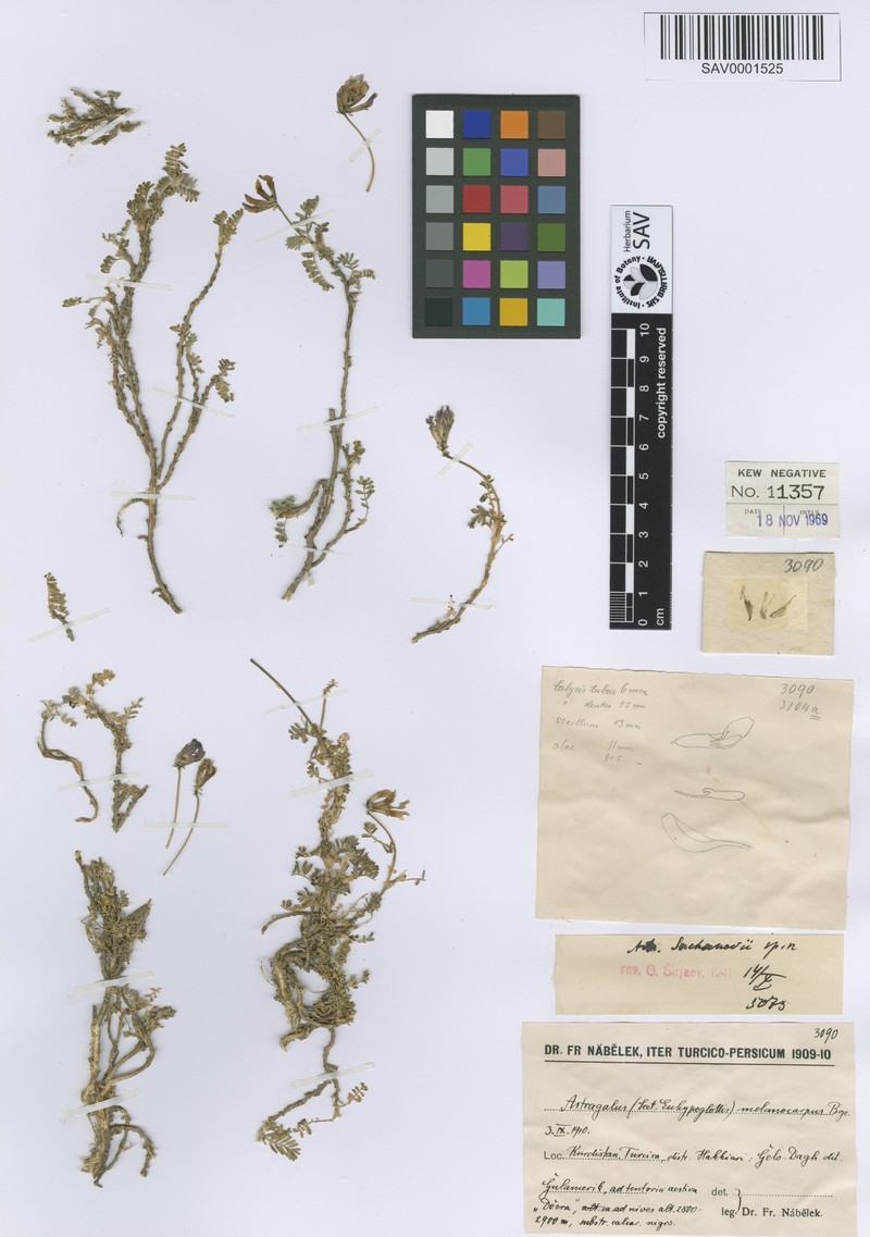 Astragalus sachanewii photo 4