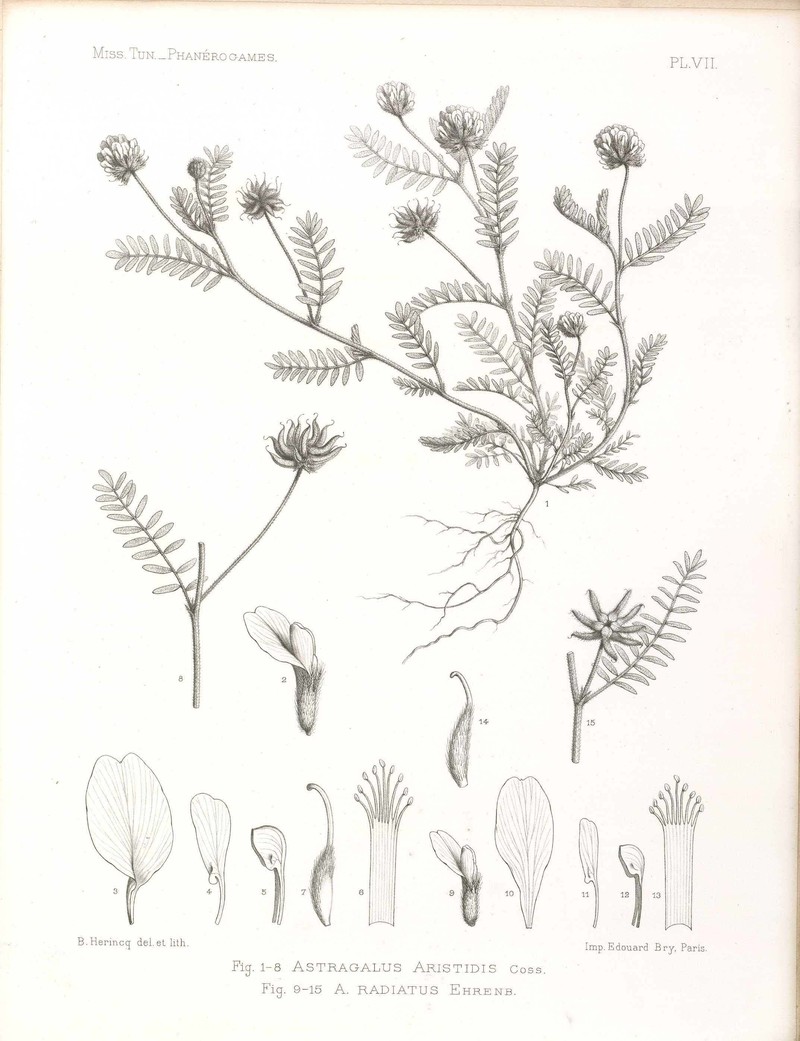 Astragalus saharae
