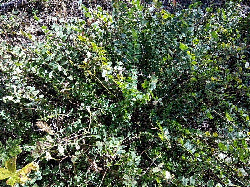 Astragalus salatavicus photo 2