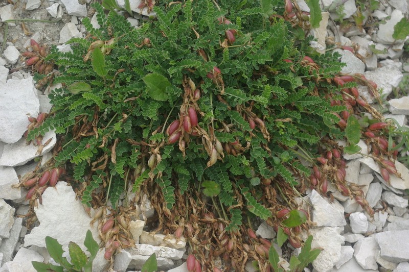 Astragalus salatavicus photo 3