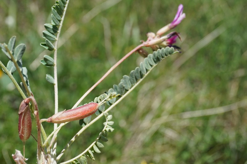Astragalus salatavicus photo 5