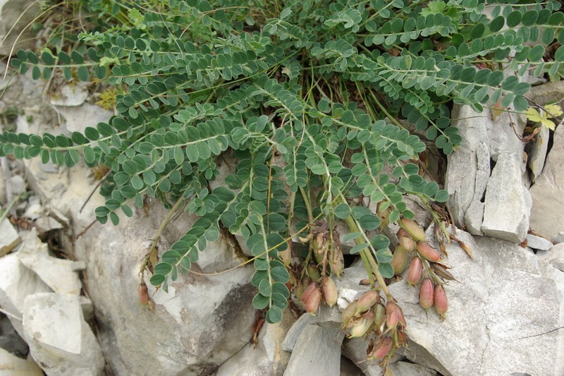 Astragalus salatavicus photo 6