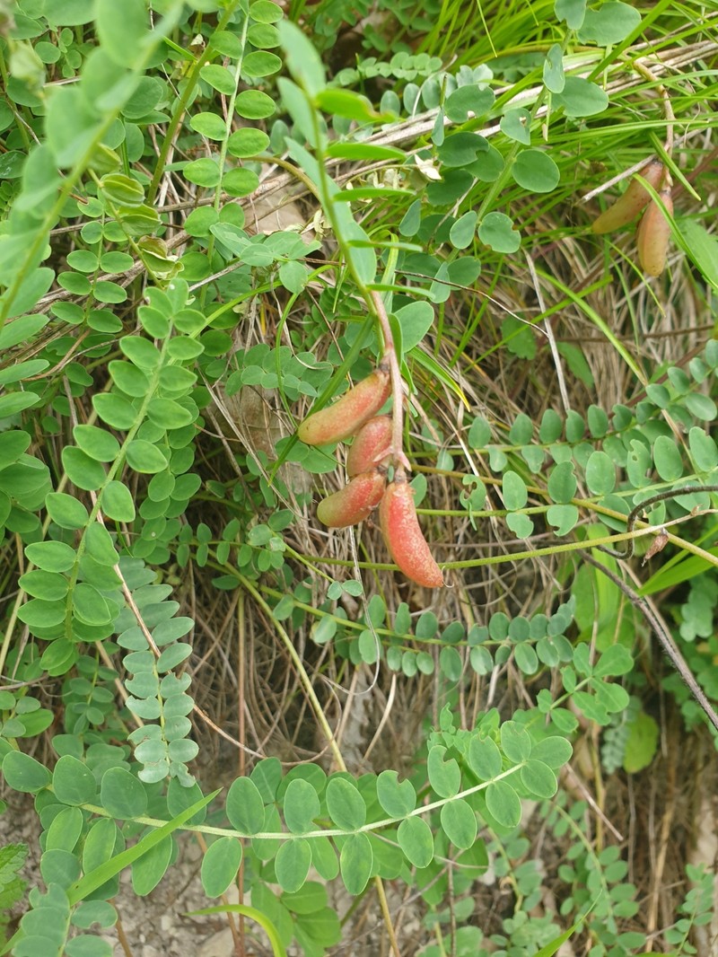 Astragalus salatavicus photo 7