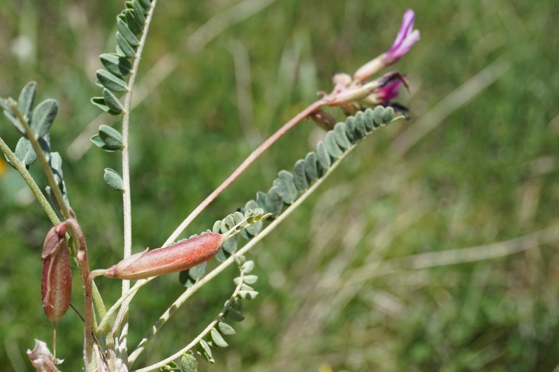 Astragalus salatavicus photo 8