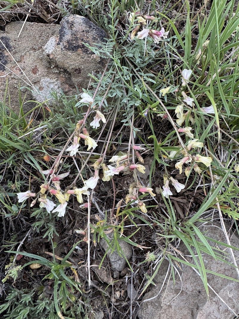 Trout Creek Milkvetch