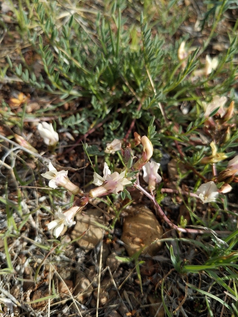 Trout Creek Milkvetch photo 2