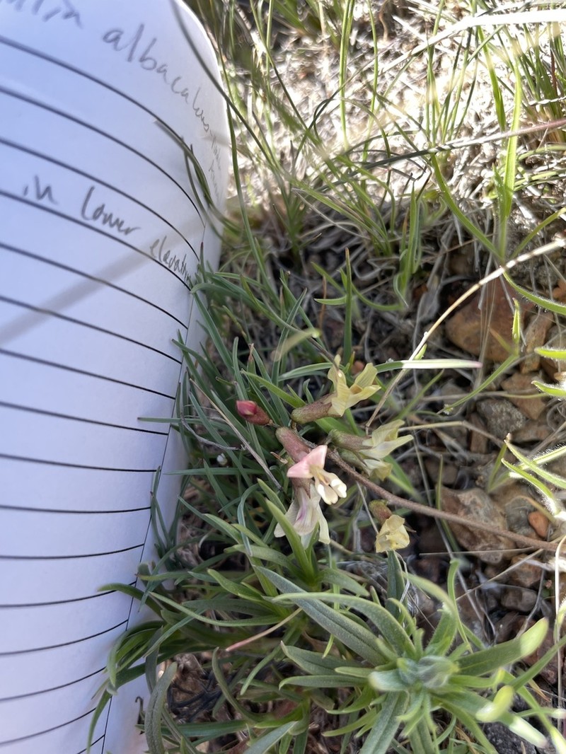 Trout Creek Milkvetch photo 4