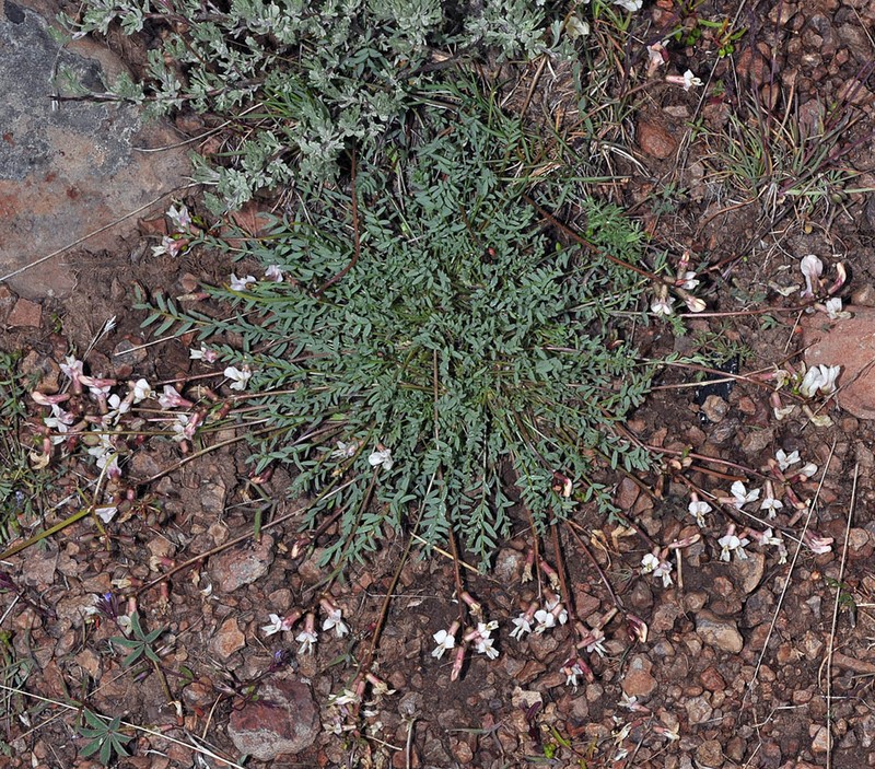 Trout Creek Milkvetch photo 5
