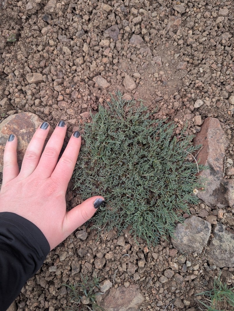 Trout Creek Milkvetch photo 6