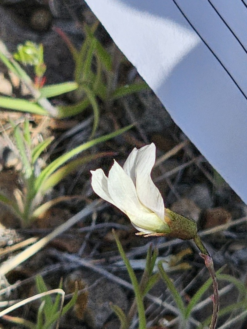 Trout Creek Milkvetch photo 7