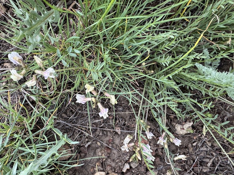Trout Creek Milkvetch photo 8