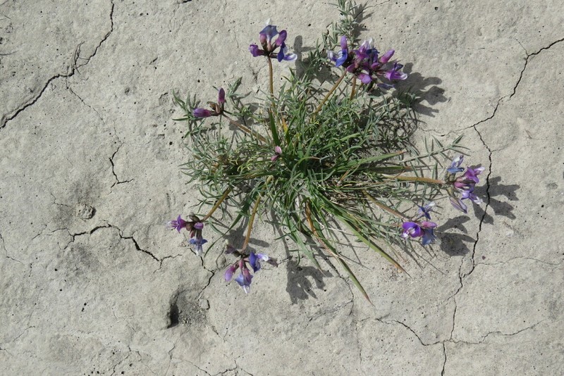 Astragalus sanctae-crucis