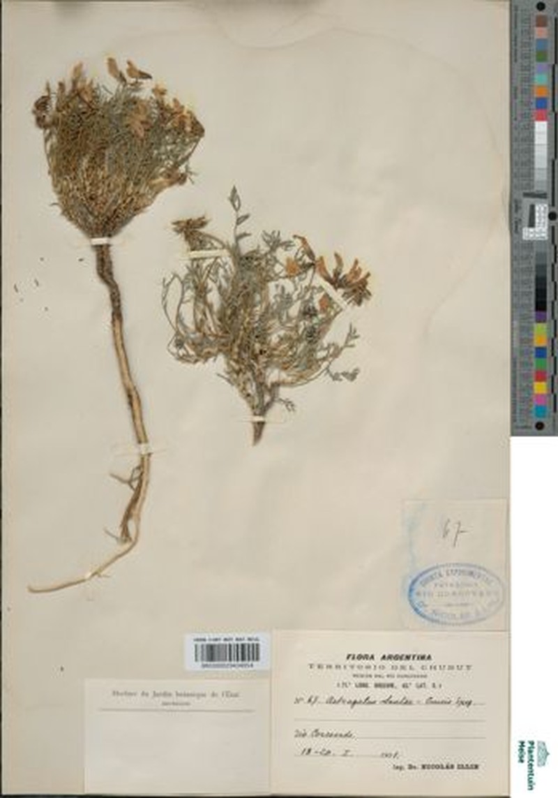 Astragalus sanctae-crucis photo 2