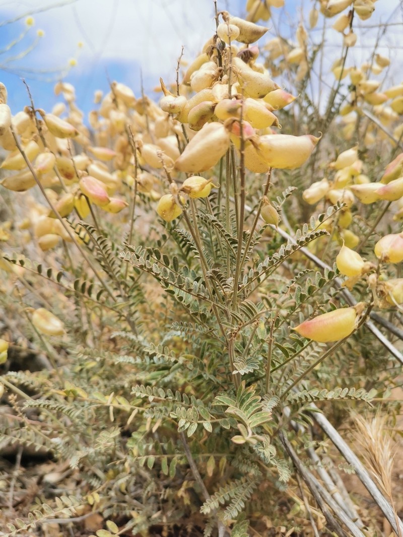 Astragalus sanctorum