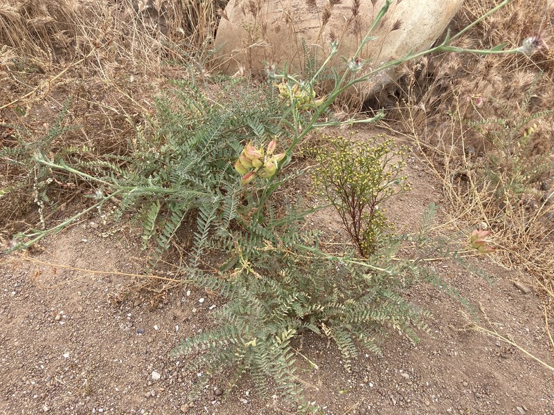 Astragalus sanctorum photo 4