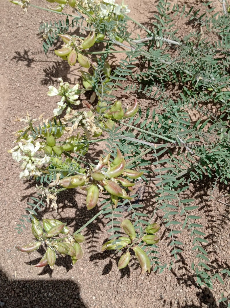 Astragalus sanctorum photo 5