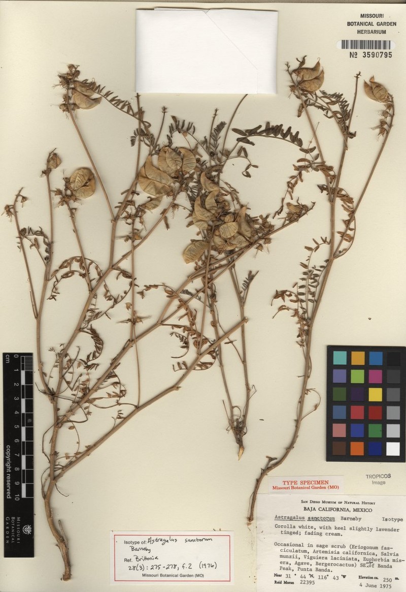 Astragalus sanctorum photo 6