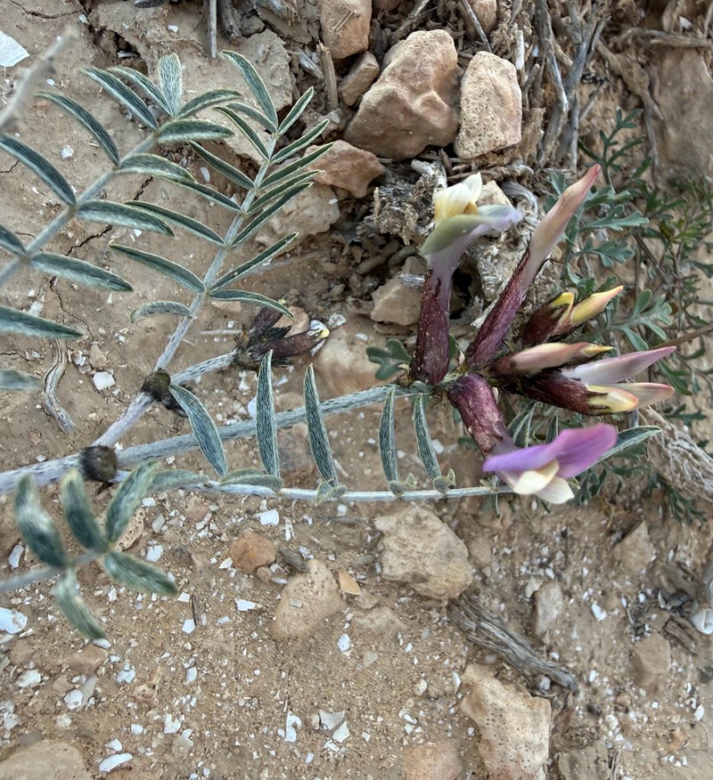 Astragalus sanctus