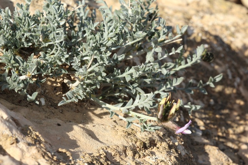 Astragalus sanctus photo 2