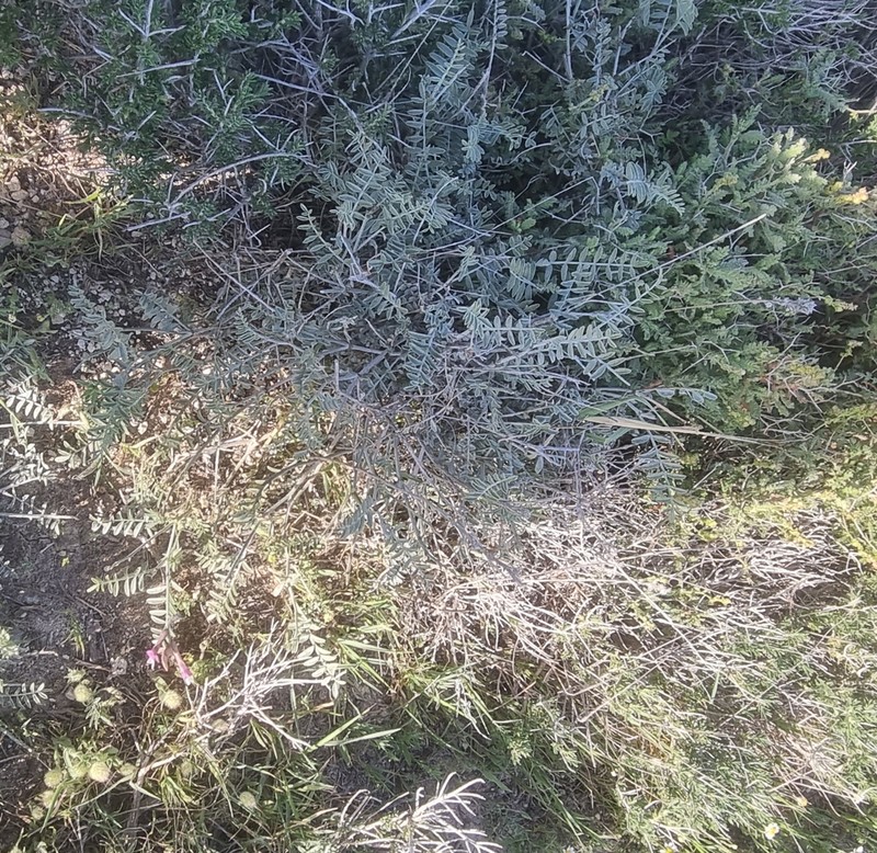 Astragalus sanctus photo 3