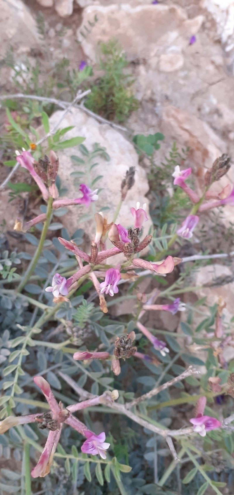 Astragalus sanctus photo 4
