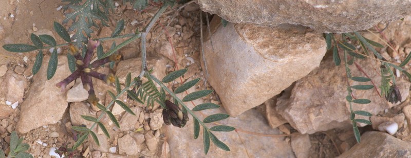 Astragalus sanctus photo 5