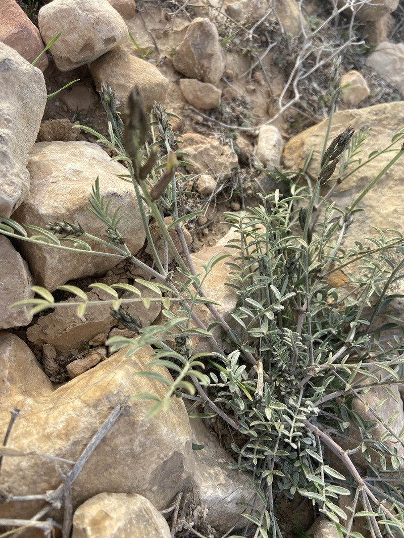 Astragalus sanctus photo 6