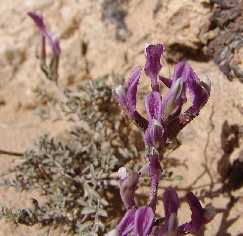 Astragalus sanctus photo 7