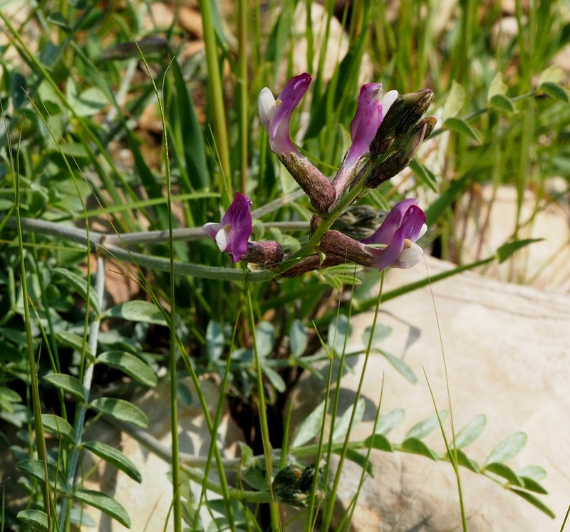 Astragalus sanctus photo 8