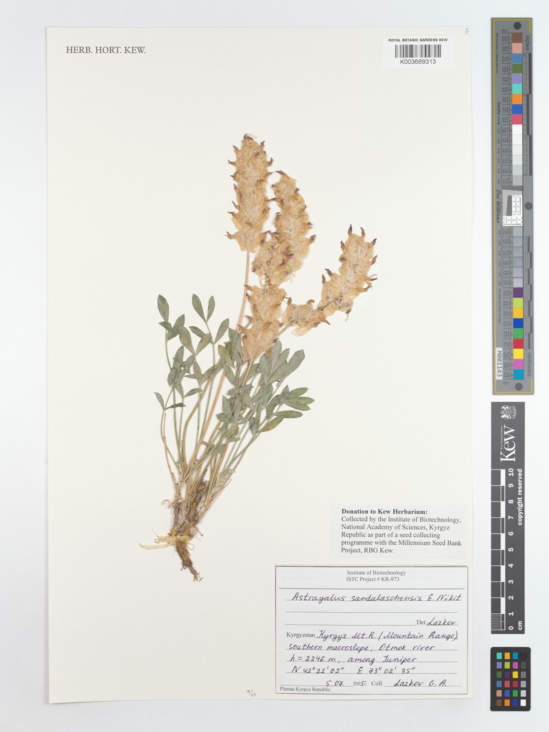 Astragalus sandalaschensis