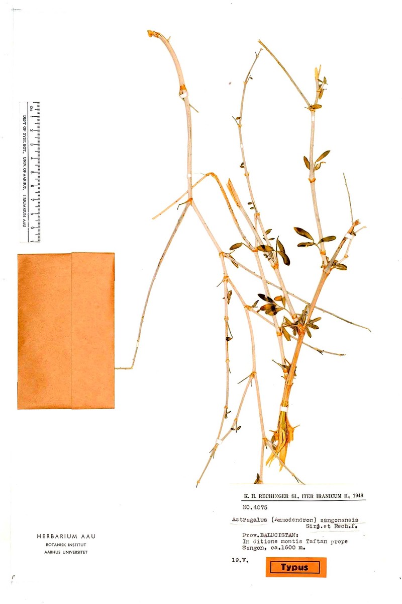 Astragalus sangonensis