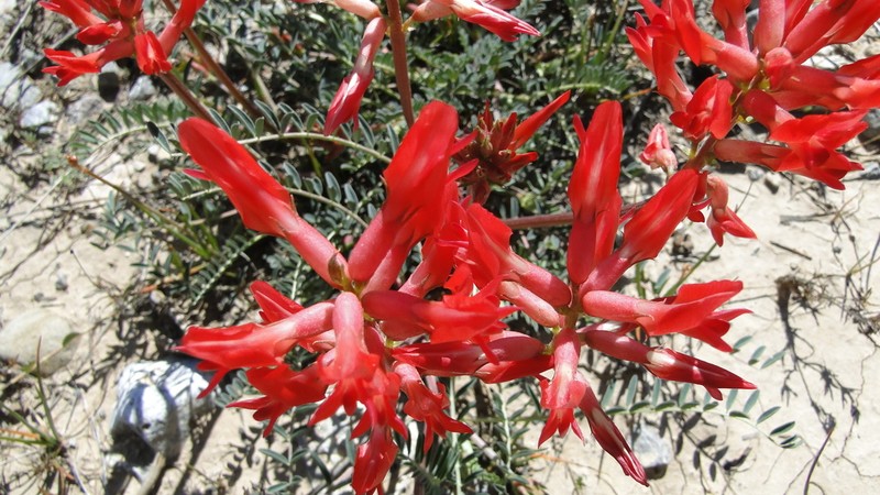 Astragalus sanguineus photo 2
