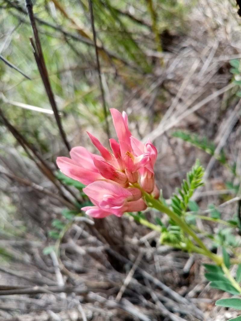 Astragalus sanguineus photo 3