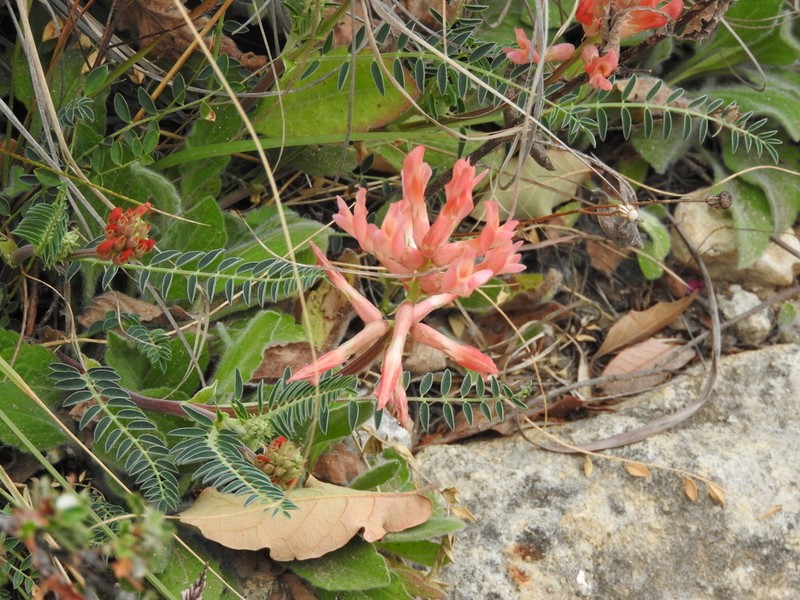 Astragalus sanguineus photo 4