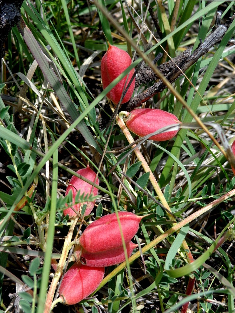 Astragalus sanguineus photo 5