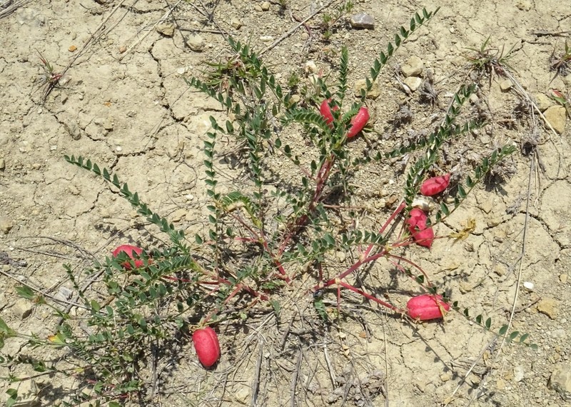 Astragalus sanguineus photo 6
