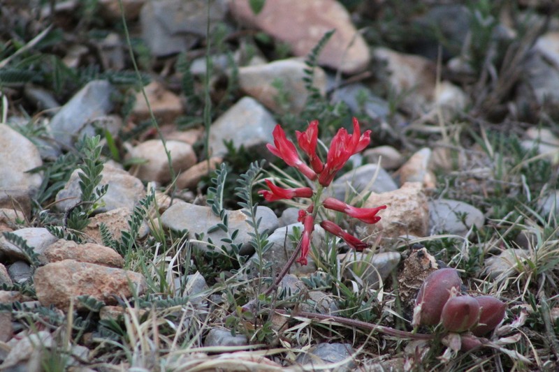 Astragalus sanguineus photo 8