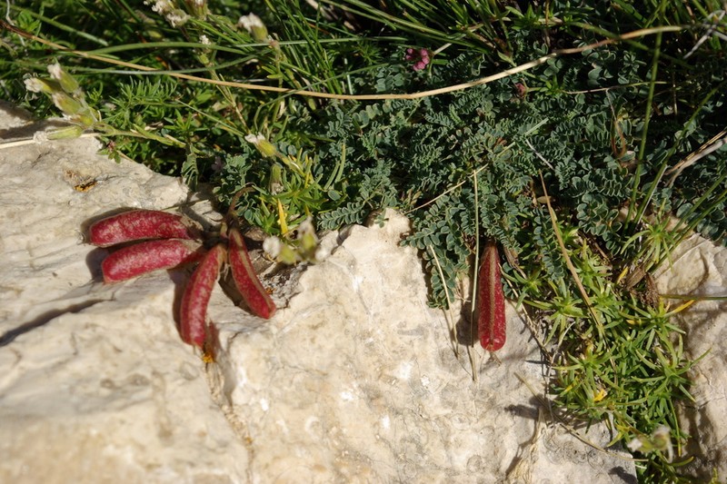 Astragalus sanguinolentus