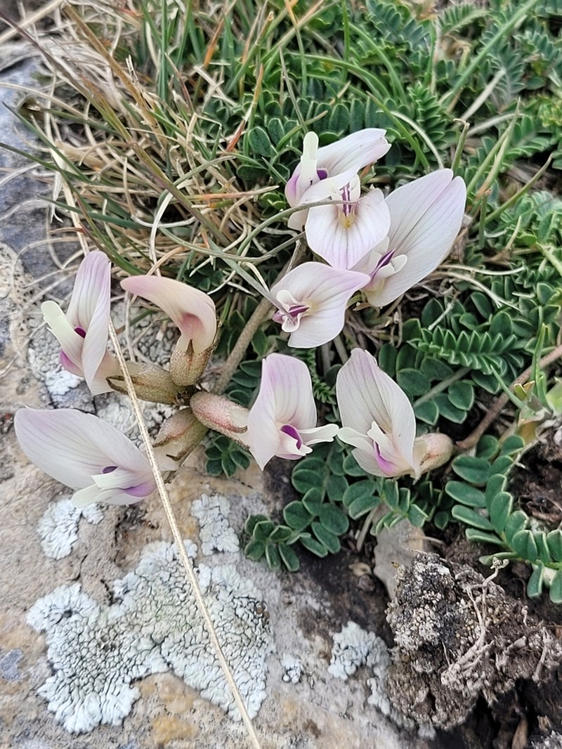 Astragalus sanguinolentus photo 2