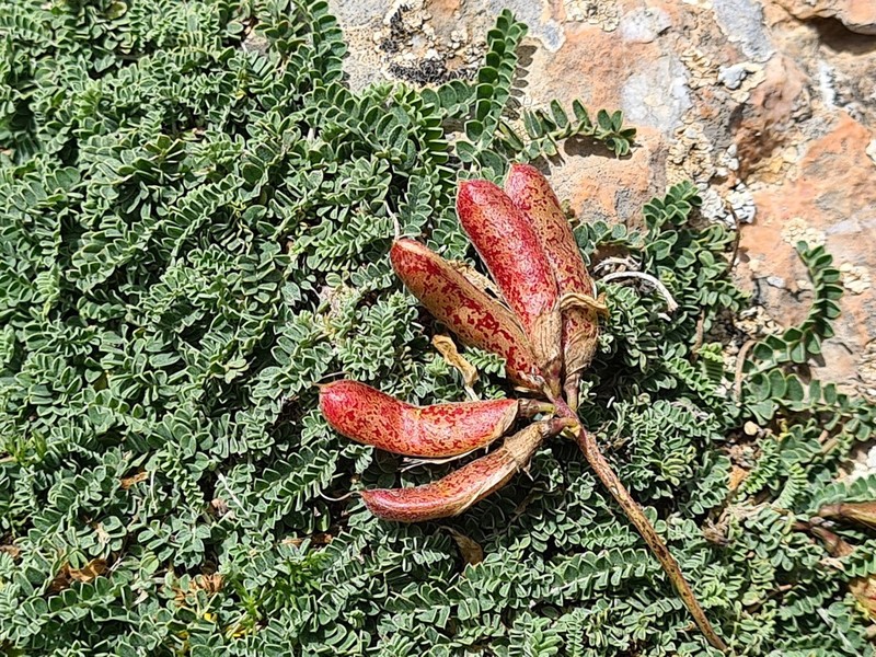 Astragalus sanguinolentus photo 3