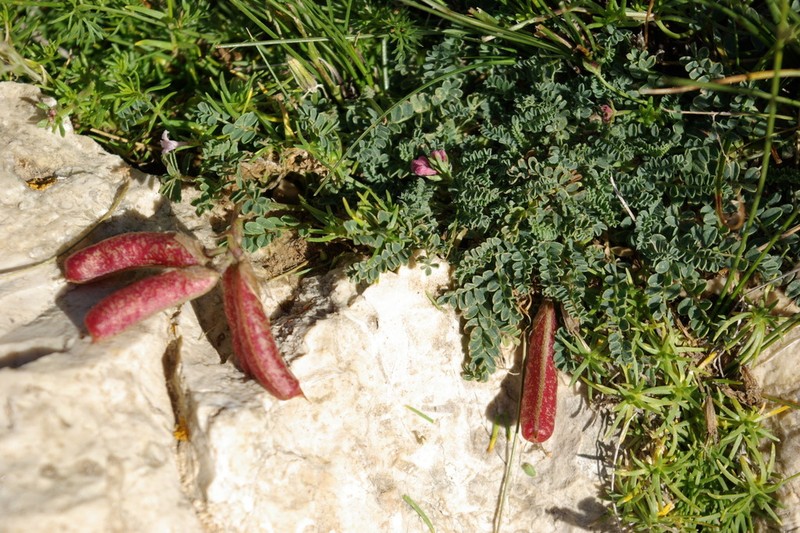 Astragalus sanguinolentus photo 4