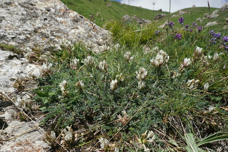 Astragalus sanguinolentus photo 5