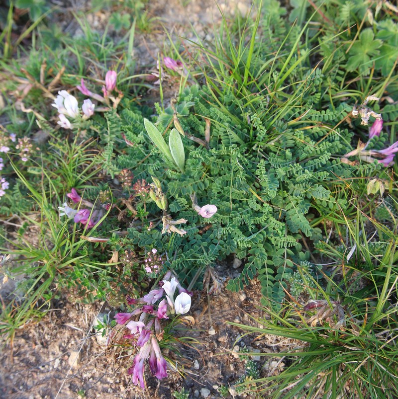 Astragalus sanguinolentus photo 6