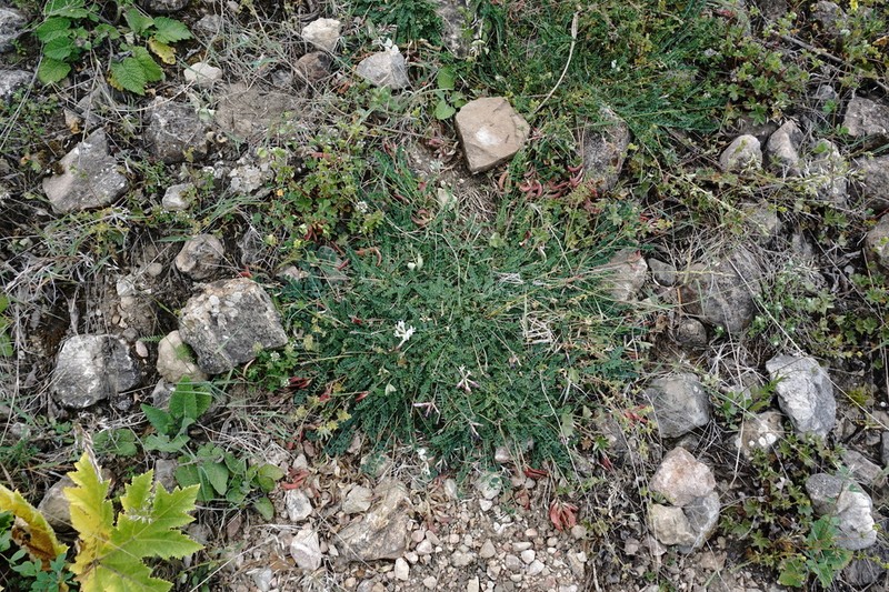 Astragalus sanguinolentus photo 7