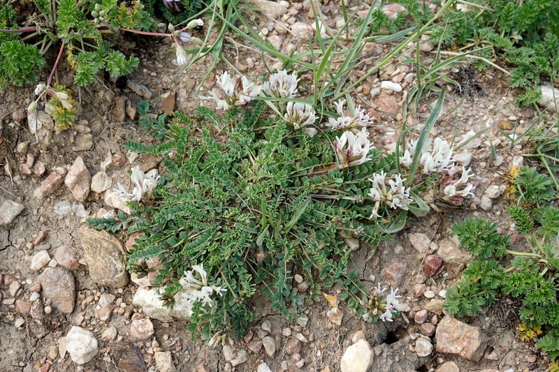 Astragalus sanguinolentus photo 8