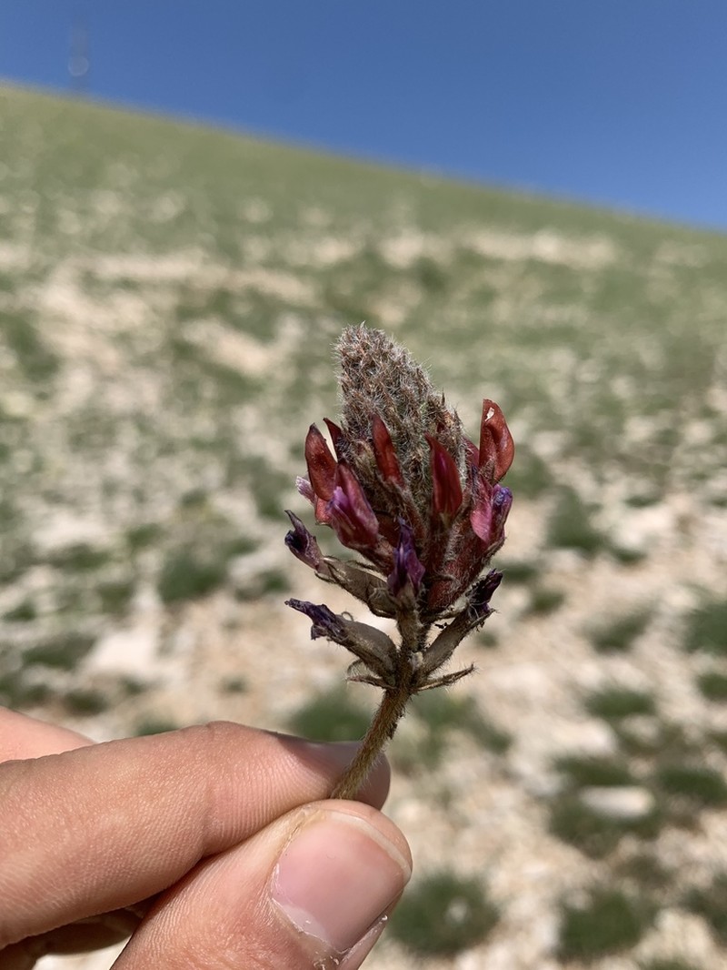 Astragalus sarae