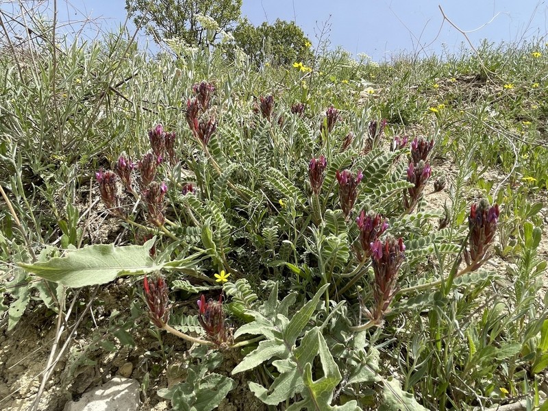 Astragalus sarae photo 2