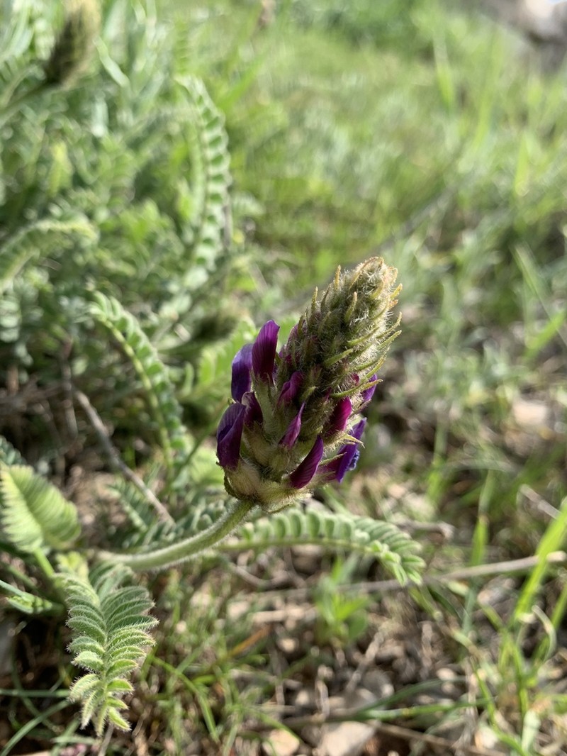Astragalus sarae photo 3