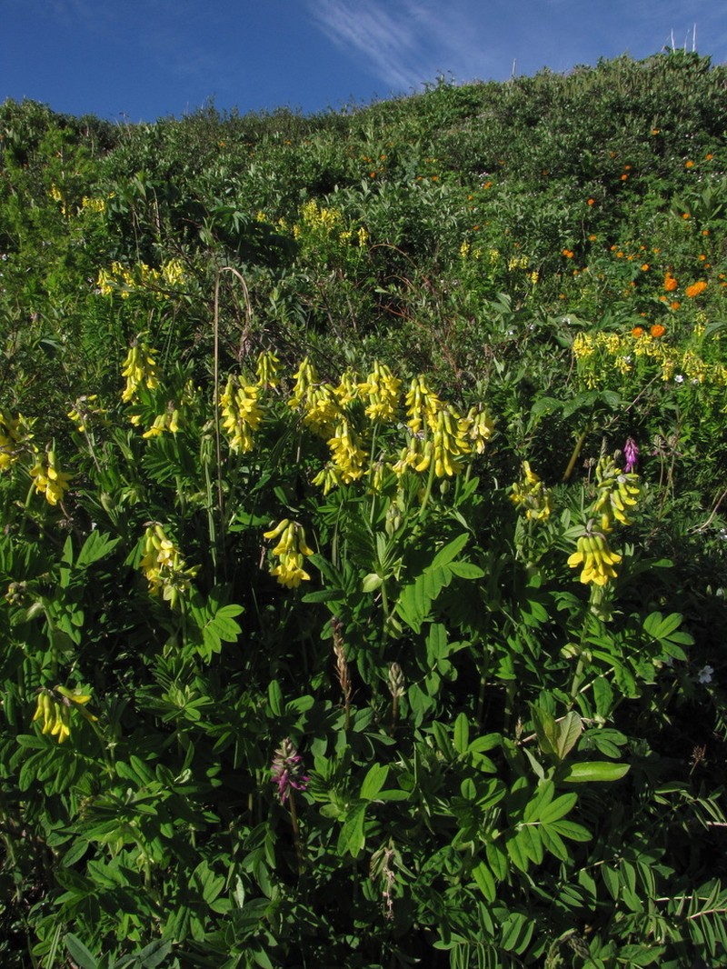 Astragalus saralensis photo 2