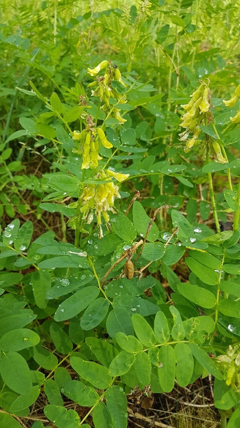 Astragalus saralensis photo 3